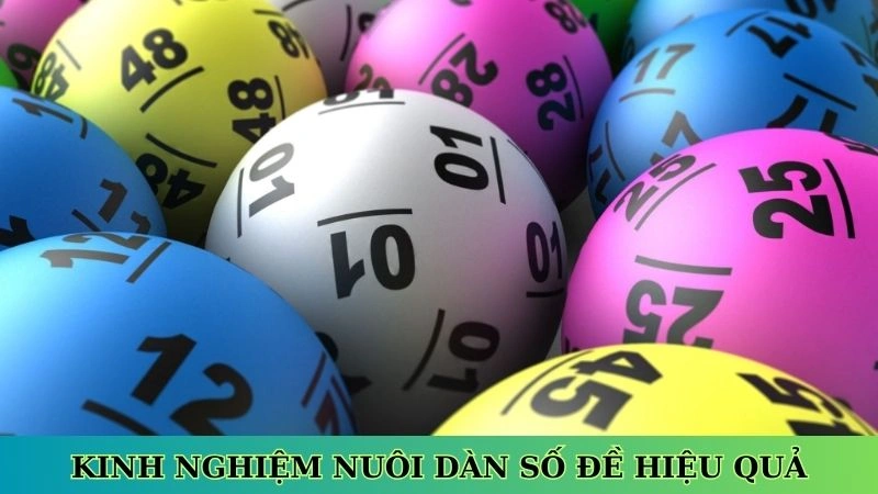 Kinh nghiệm nuôi dàn số đề hiệu quả